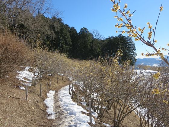 宝登山 ロウバイ園10