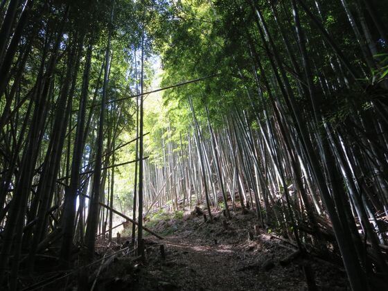 竹林 河津城山