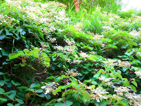 東慶寺の花を紹介 鎌倉市山ノ内 歩いてみたブログ