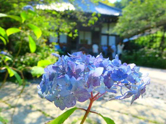 光則寺の紫陽花 あじさい 年の見頃は 鎌倉市長谷 歩いてみたブログ