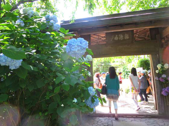 明月院 山門