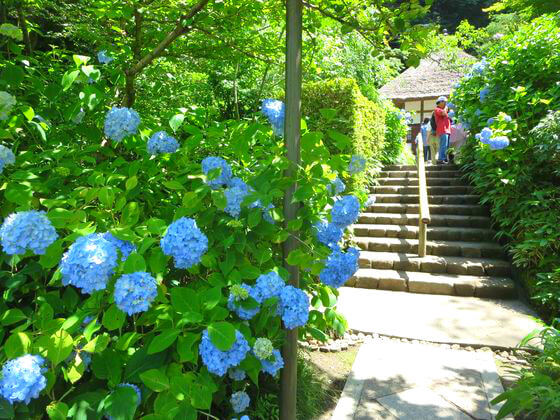紫陽花 明月院