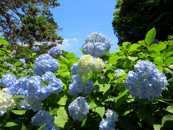 鎌倉 明月院 紫陽花