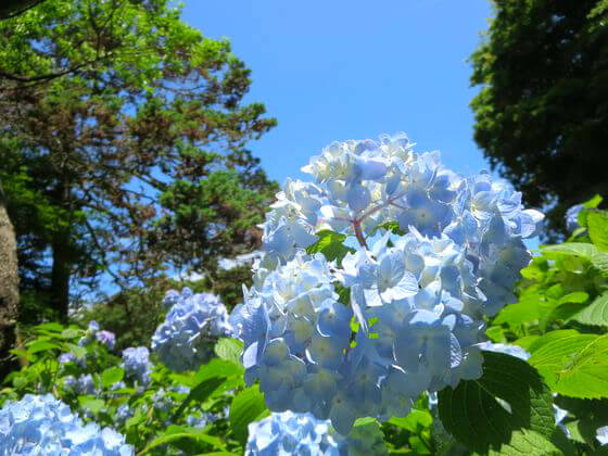 明月院 あじさい 開花状況