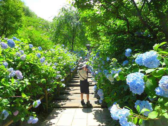 明月院 紫陽花 参道