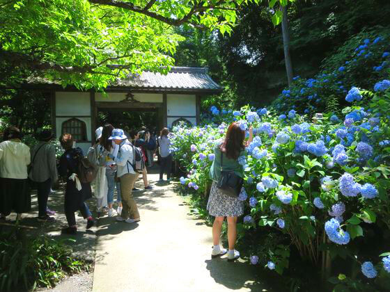 明月院 アジサイ