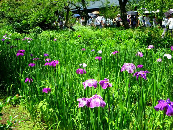 東慶寺の花菖蒲 ハナショウブ 21年の見頃 開花状況は 鎌倉市山ノ内 歩いてみたブログ