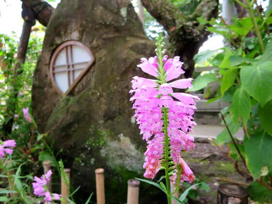 鎌倉 宝戒寺のハナトラノオ 花虎の尾 の見頃は 歩いてみたブログ