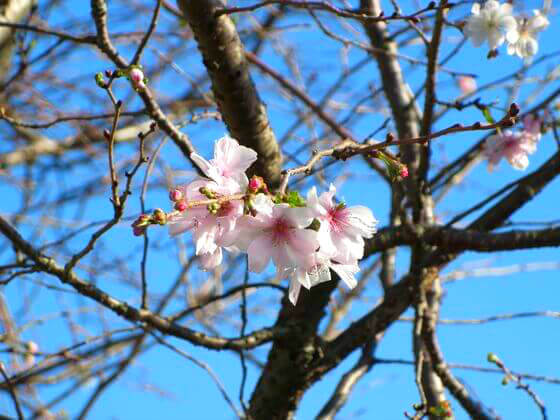 御会式桜