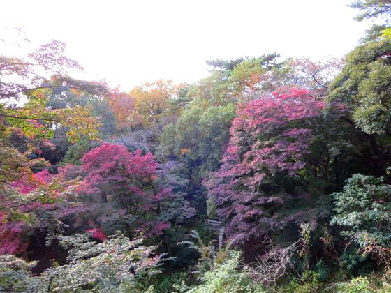 等々力不動尊 展望台 紅葉