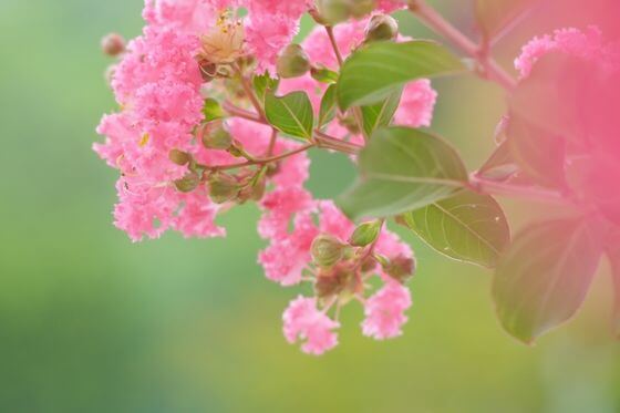 百日紅 サルスベリ とは 花言葉 由来 開花時期などを紹介 歩いてみたブログ