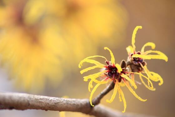 金縷梅 マンサク とは 花言葉 由来 開花時期などを紹介 歩いてみたブログ