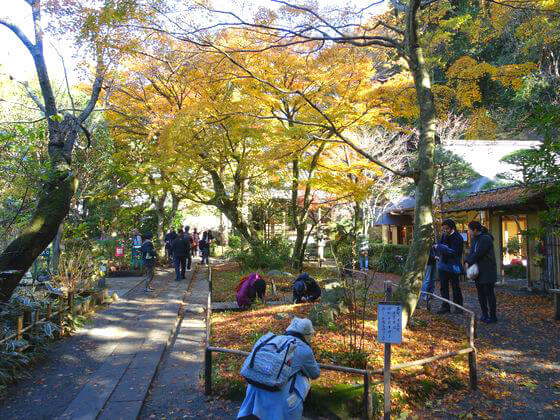 明月院の紅葉 年の見頃の時期は 鎌倉市山ノ内 歩いてみたブログ
