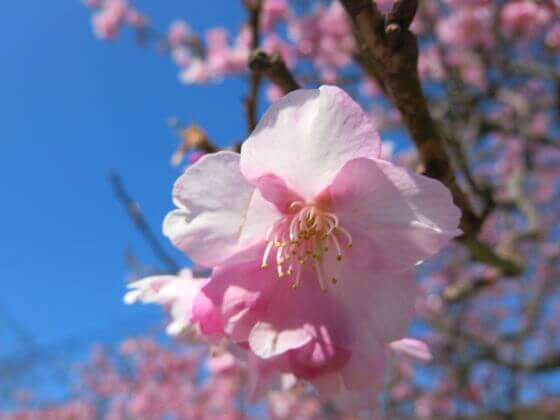 河津桜とは 花言葉 由来 特徴などを紹介 歩いてみたブログ