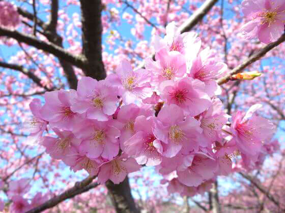 河津桜とは 花言葉 由来 特徴などを紹介
