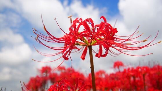 彼岸花 ヒガンバナ とは 花言葉 由来 開花時期などを紹介 歩いてみたブログ