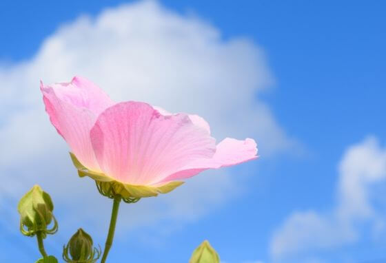 芙蓉 フヨウ とは 花言葉 由来 開花時期などを紹介 歩いてみたブログ