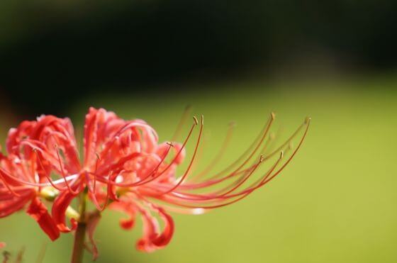 彼岸花 ヒガンバナ とは 花言葉 由来 開花時期などを紹介 歩いてみたブログ