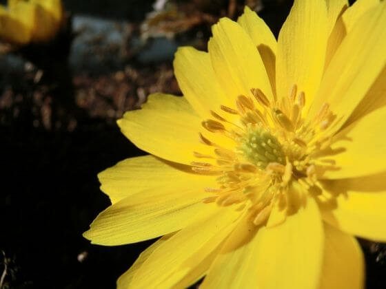 福寿草とは 花言葉 由来 開花時期などを紹介 歩いてみたブログ