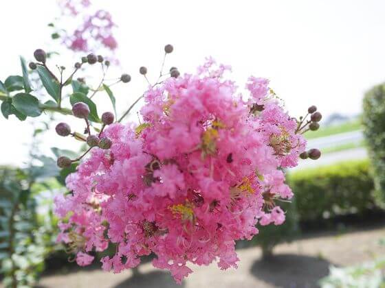 百日紅 サルスベリ とは 花言葉 由来 開花時期などを紹介 歩いてみたブログ