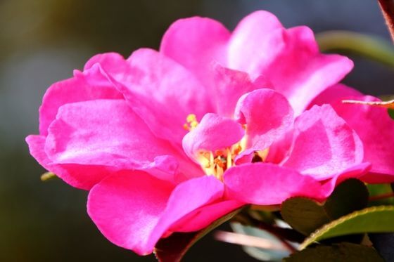 エレガント寒椿 椿 違い 最高の花の画像