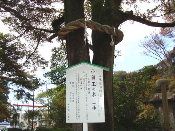 鎌倉宮 小賀玉の木