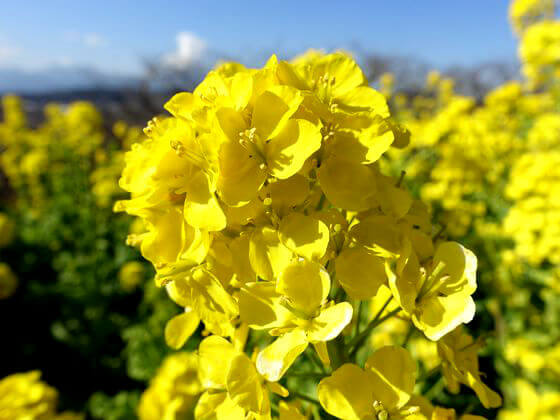 吾妻山公園 菜の花 本数