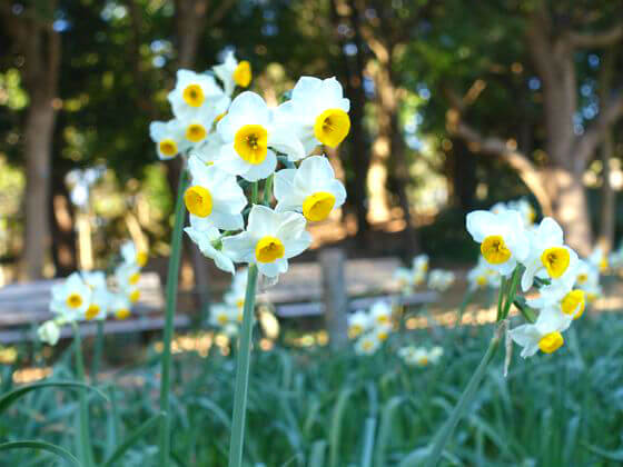 葛西臨海公園の水仙 スイセン 21年の見頃の時期と開花状況は 水仙まつりは 歩いてみたブログ