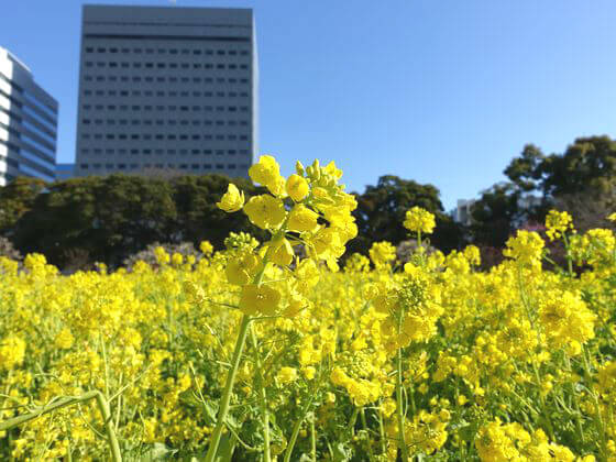 菜の花 東京