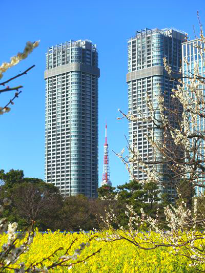 東京タワー 菜の花