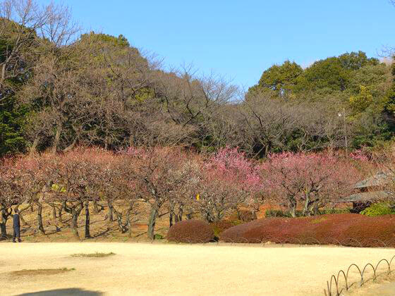 梅 新宿御苑