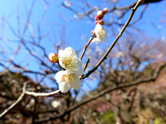 白梅 新宿御苑