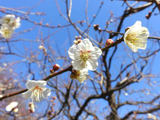 新宿御苑 梅 現在