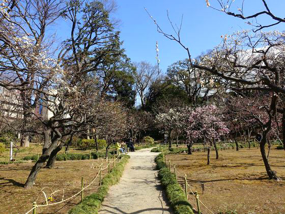小石川後楽園の梅まつり21年の見頃と開花状況は 歩いてみたブログ