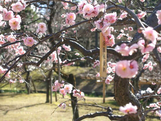 小石川後楽園の梅まつり22年の見頃と開花状況は 歩いてみたブログ