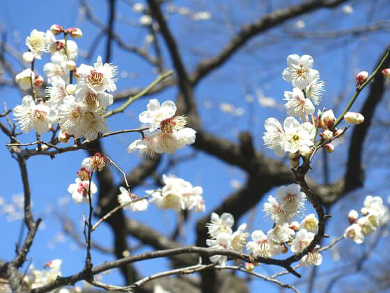 小石川後楽園の梅まつり21年の見頃と開花状況は 歩いてみたブログ