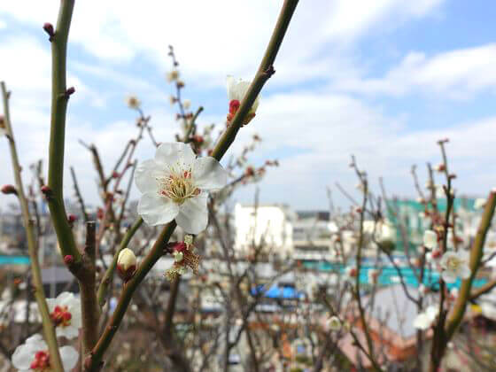 梅 池上梅園