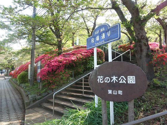 葉山 花の木公園