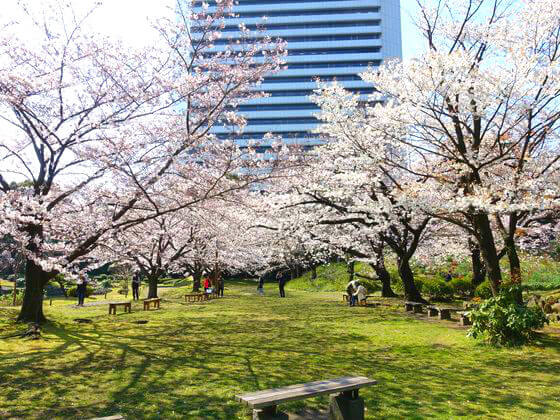 旧芝離宮恩賜庭園の桜 22年の見頃と現在の開花状況は 港区のお花見スポット 歩いてみたブログ