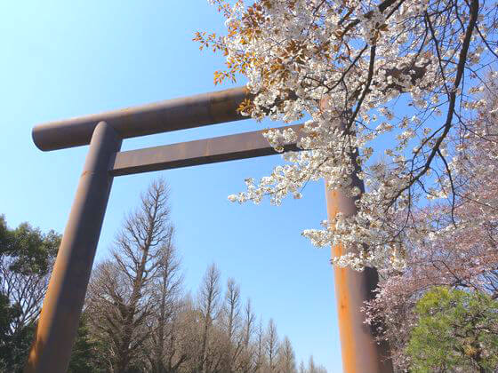 桜 靖国神社