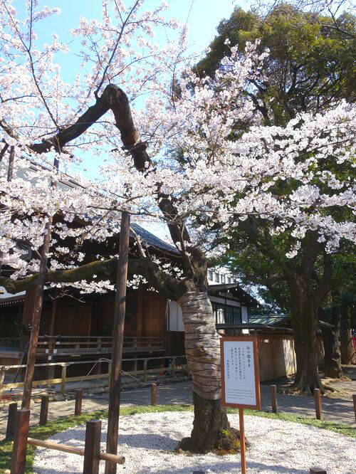 桜の標準木