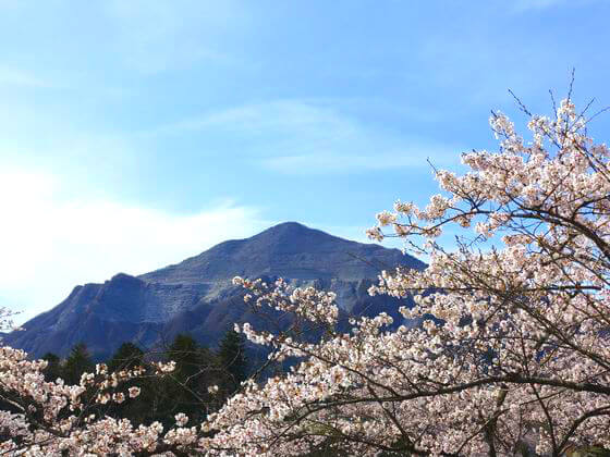 羊山公園 桜