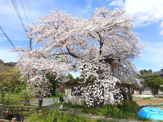 高麗 桜