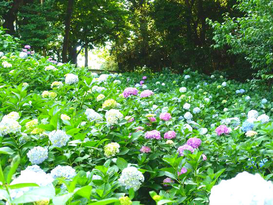 川崎 妙楽寺のあじさい21年の見頃と現在の開花状況は 歩いてみたブログ
