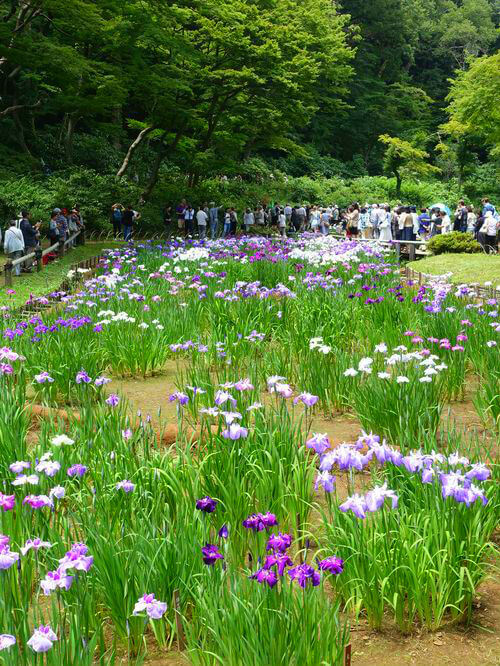花菖蒲 明治神宮