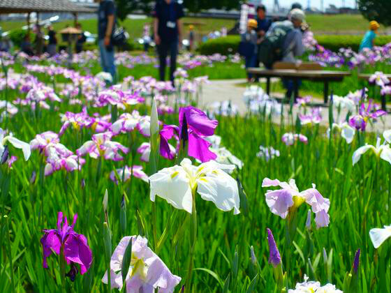 小岩菖蒲園 開花状況