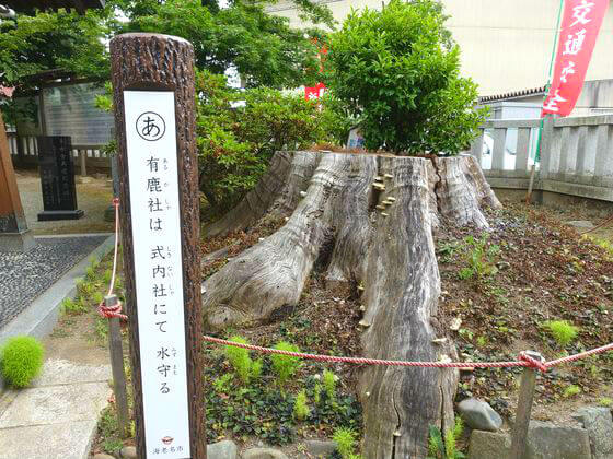 有鹿神社 欅