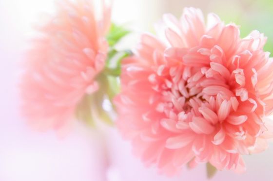 菊 キク とは 花言葉 由来 開花時期などを紹介 歩いてみたブログ