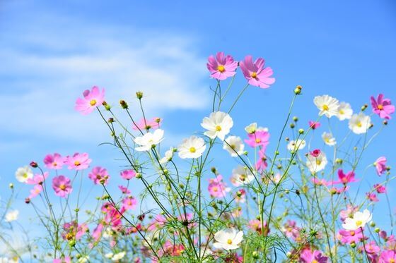 コスモス 秋桜 とは 花言葉 由来 開花時期などを紹介 歩いてみたブログ