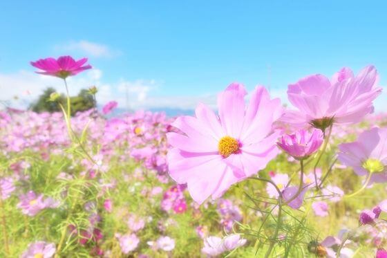 コスモス 秋桜 とは 花言葉 由来 開花時期などを紹介 歩いてみたブログ